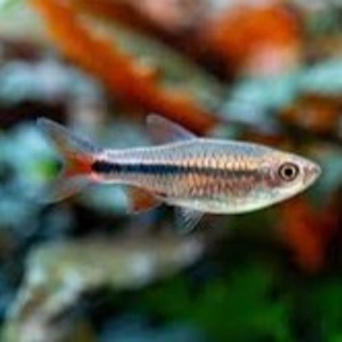 Rasbora lacrimula 2,5 cm.